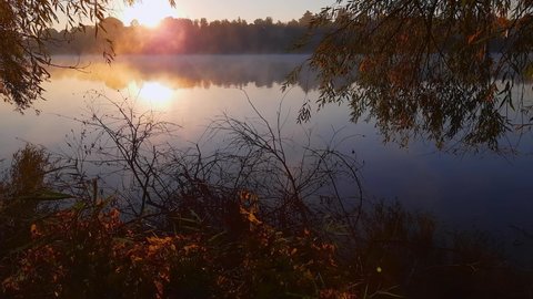 Sun beams penetrate through the morning fog rising over the calm water of lake with hanging willow branches on a foreground at autumn, backlit 
