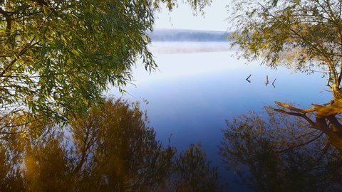 Lake with morning fog rising over the calm water with hanging willow branches on a foreground at autumn 
