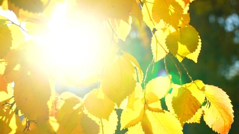Bright sunlight and background of fall alder foliage in slow motion
