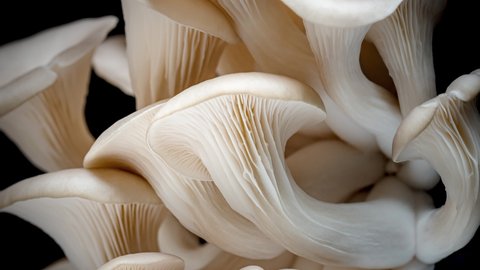 4K Time Lapse of Oyster mushrooms growing on black background. Healthly food. Edible mushroom grow. 
