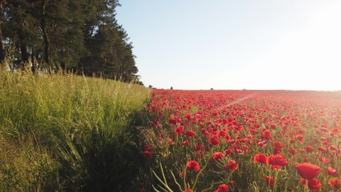field of poppy red flowers with green grass and soft sunshine