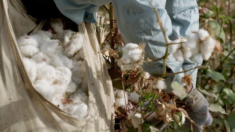 A farmer in gloves rips off boxes of mature cotton. Cotton picker. Cotton field.