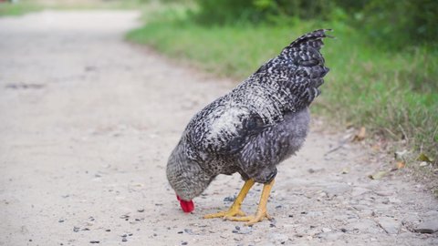 One white and black domestic rooster walks at the road near green grass, eats seeds on background of rough terrain in the Russian village. Free range poultry farming concept. Outdoor. Copy space.