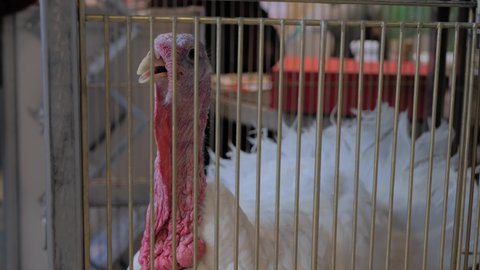 Portrait of white turkey looking around in the cage at agricultural animal exhibition, trade show, market - close up view. Farming, agriculture industry, livestock and animal husbandry concept