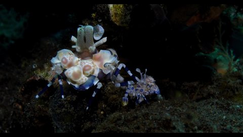 Harlequin Shrimp feeding on a starfish. Cinema 4k video. Macro underwater world of Tulamben, Bali, Indonesia.