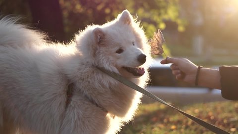Close up portrait of white samoyed. Young woman walking with white big dog at the park in autumn with beautiful sunset on background