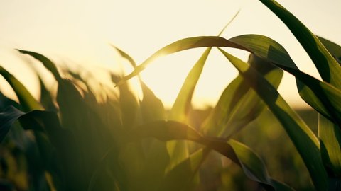 Agriculture. Leaves of corn in sun at sunset. Corn plantation.Green leaves of plants in field. Farm of maize plants.Agriculture concept. Maize plantation at sunset.Green leaves on an agricultural farm