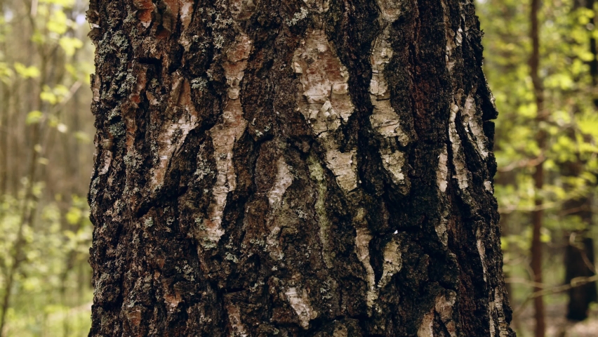 Man  and woman Arms touching a Tree In a Forest, showing Love and Care for Nature and Environment of Earth. Couple having romantic autumn day in forest. Hugging tree. Close up on  hands of  couple.