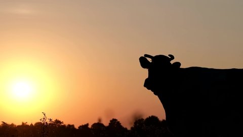 Silhouette of a dairy cow at sunset. Cattle on pasture, 