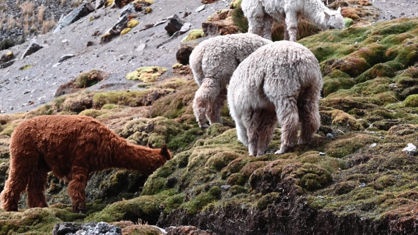 Llama alpaca and vicunas feeding rocky outcrop grazing on moss grass in andean mountain valley raised for meat wool and ceremonial tradition peru.