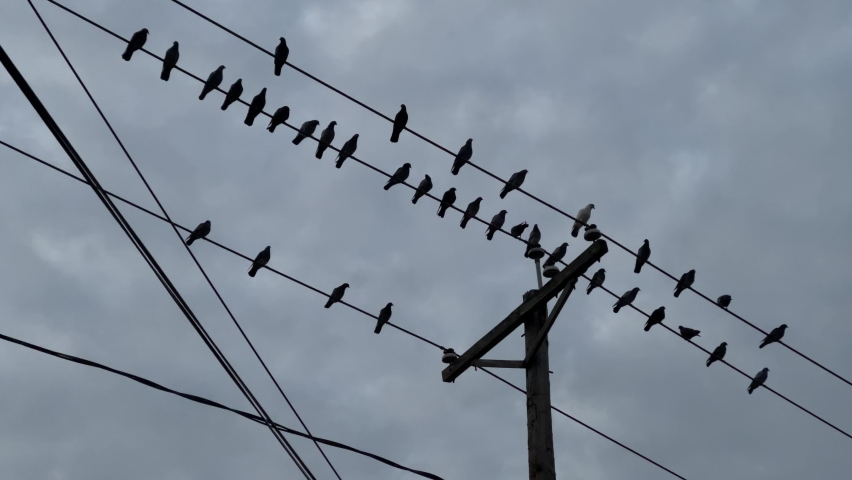 birds flocking leaving flying away taking off telephone cables perched power lines flapping wings
