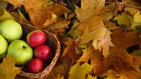Apples on the basket and alarm clock on colorful maple leaves on the ground. Autumn time concept panorama motion camera video.