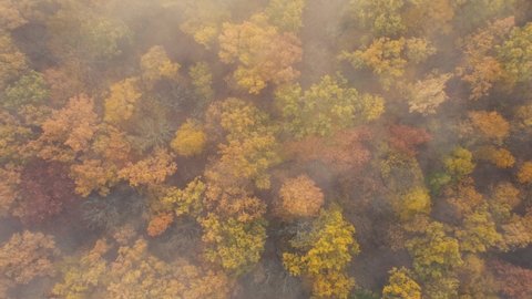 Top view of autumn forest and morning fog flying over the forest. Colorful trees in a dense forest