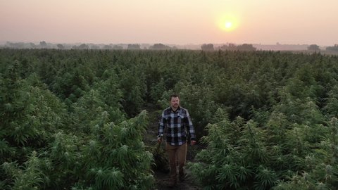 Farmer walks through field of hemp plants at sunrise beautiful aerial drone shot