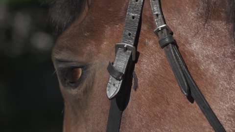 Close-up of a horse's head blinking. Harness on a horse's head. Thoroughbred horse blinks. Flies bother the horse at the racetrack.  The wind blows the mane of a sport horse. riding school