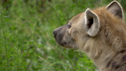 Profile view of a Hyena picking up a scent with its powerful nose.