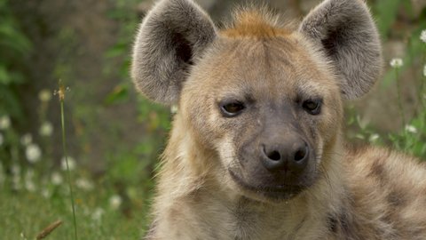 Close-up front view of a beautiful Hyena surrounded by green foliage in northeast Africa.