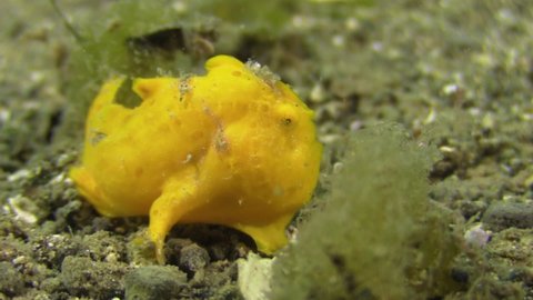 juvenile painted frogfish walks over sandy bottom, finger-like fins clearly visible, frogfish has yellow color, close up,