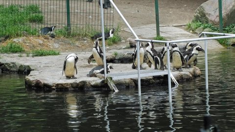 Waddle Of African Penguin Beside The Pond In Gdansk Zoo In Oliwa District, Gdansk, Poland. wide shot