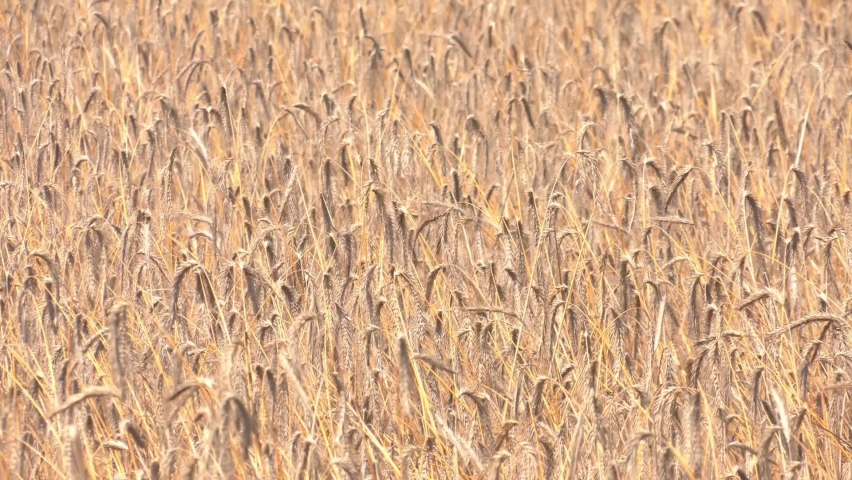 Wheat field. Ears of golden wheat close up. Rural Scenery under Shining sunset. Beautiful view of gold wheat crop flied landscape. Wheat ears at the farm