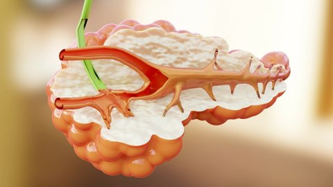 Human Pancreas Anatomy producing enzymes that help digest food, Alpha Channel, 3D reander