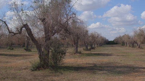 Disease affected dry olive trees in the countryside. The tree-killer is a xylella fastidiosa bacterium, one of the most dangerous plant bacteria in the world. 30.09.2021 Borgagne, Puglia, Italy. 