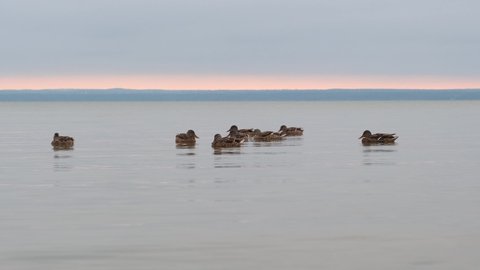 A flock of wild brown ducks slowly drifts across the calm water surface of the lake at sunset on an autumn evening.
