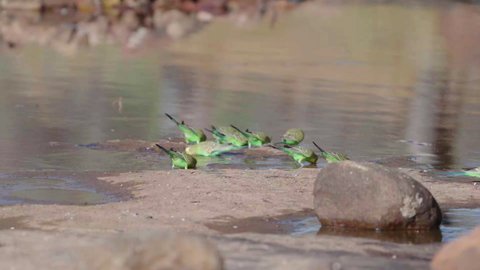 a slow motion rear view clip of budgies drinking at kings canyon in watarrka national park of the northern territory, australia