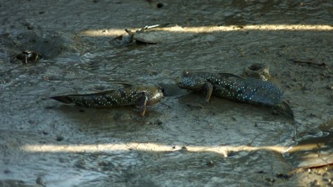 Blue-spotted mudskipper is fighting to save its territory.