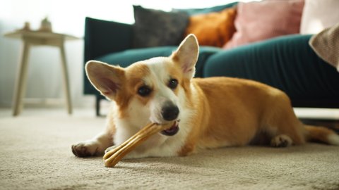 Corgi eating bone on floor close-up. Little dog lying and biting his toy. Eared puppy relaxing in living room. Playful domestic animal at home. Pet food, dog treats concept.