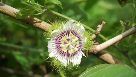 Passiflora foetida (Also called Passiflora foetida, stinking passionflower, wild maracuja, bush passion fruit) flower. It used to treatment for itching and coughs