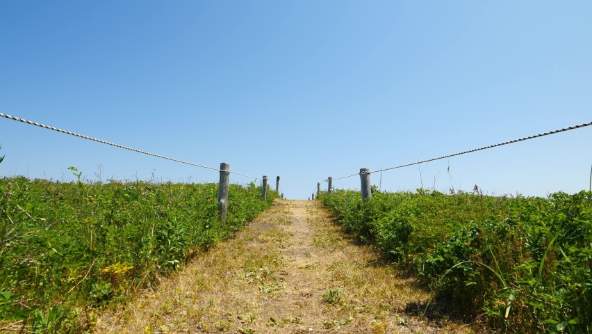 A walking path in the clear blue sky and fresh green plants.