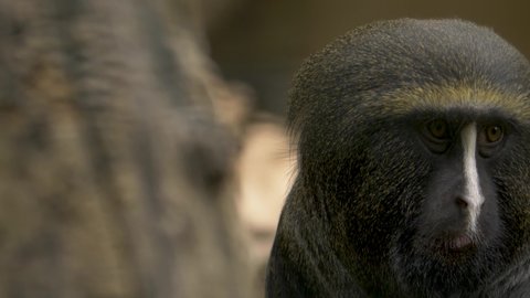 Close-up of a curious Owl-Faced Monkey looking around in the tropical forests of Congo basin.