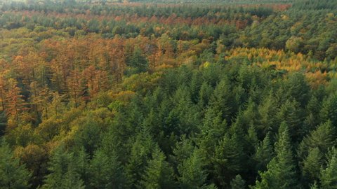 Flyover Dense Forest With Autumnal Foliage At Soesterduinen National Park In Netherlands. Aerial