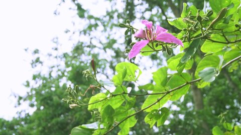 Flower pink Bauhinia Purpurea Linn. The parts used for cooking are young shoots and young leaves.