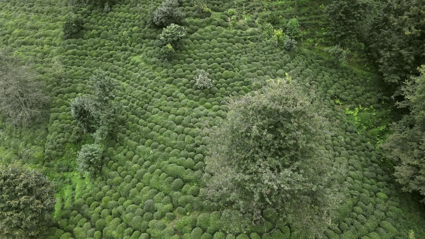 Fresh tea trees grow on green hills plantations. Rural asian countryside