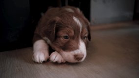 Charming puppy aussie red tricolor with white stripe on its head is lying on floor in room and trying to sleep. Kennel of Australian shepherds. 4K videos of dogs. Puppy was tired and lay down to rest.