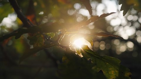 Close up view of sun shining through oak leaves on a afternoon in autumn. Yellow and green colored leaf. Amundon, Sweden. 4K footage.
