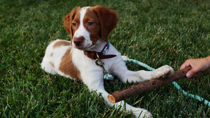 A cute Brittany spaniel playing with a stick in a field
