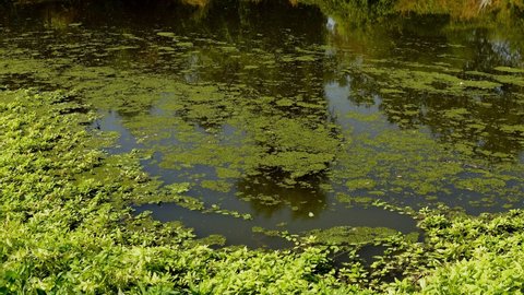 A swamp with the water surface covered with duckweed