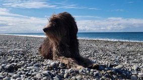 Video footage with a view of a funny hairy Briard dog and the surf on a pebble beach in Abkhazia. Black Sea, Abkhazia, Alakhydzy village.