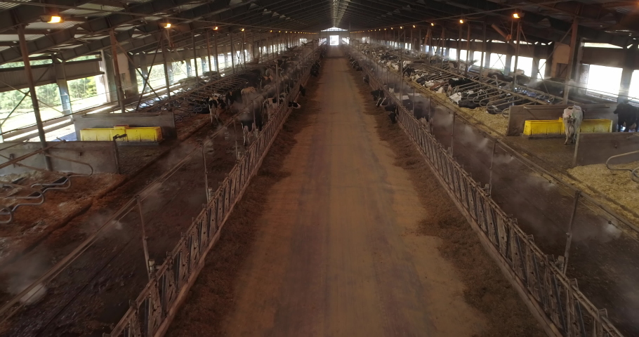 Livestock farm, modern hangar for breeding and keeping pedigree cows for milk and meat production are in a stall with fans and spraying to maintain a favorable climate on farm, aerial | Shutterstock HD Video #1081350842