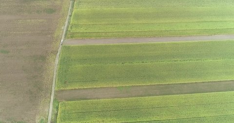 Aerial view of massive green corn field during summer, Bio organic ecological agriculture maize plantation, Large corn farm green plants drone view