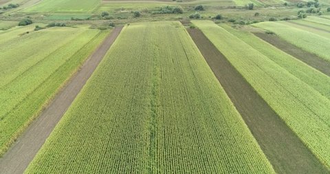 Aerial view of massive green corn field during summer, Bio organic ecological agriculture maize plantation, Large corn farm green plants drone view