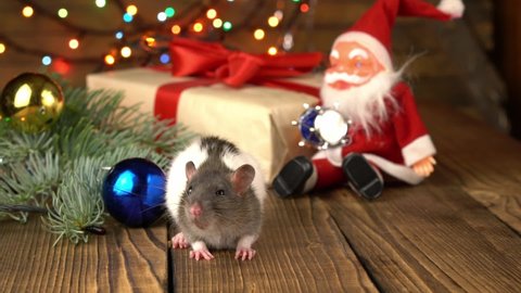 Cute rat on wooden background with new year's gifts. Symbol of new year. A gray christmas rat is sitting by a gift box with a santa claus toy. New year's and christmas.