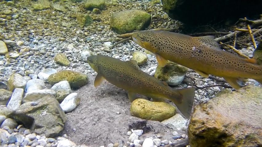 Brown trouts underwater while spawning | Shutterstock HD Video #1081353662