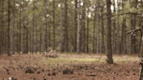 Natural background of pine tree dense forest. Coniferous trees, moving from focus into defocus bokeh backdrop. Fall nature video background with copy space
