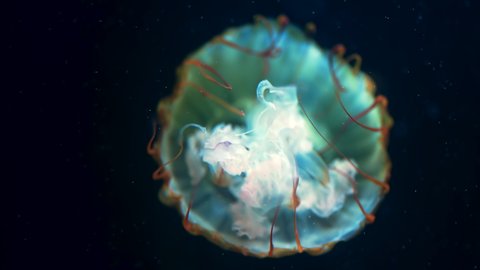 Bottom view of tentacles nettle medusa. Beautiful jellyfish reduction process details, underwater scene with black background. Calming beautiful footage.