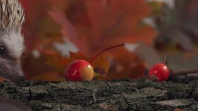 The small hedgehog ambles through the colorful autumn forest, savoring the crunchy little apples that are scattered all around. As it walks, its tiny feet pitter-patter against the crisp fallen leaves