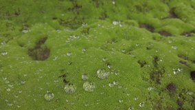 Relaxing footage moss with raindrops, water leaks, water droplets falling on fresh green moss ground. Close-up beautiful nature video clip in 4K 60FPS color log.